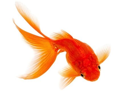 Fish_3 Карп Кои купить в Киеве - Интернет магазин Аквашоп