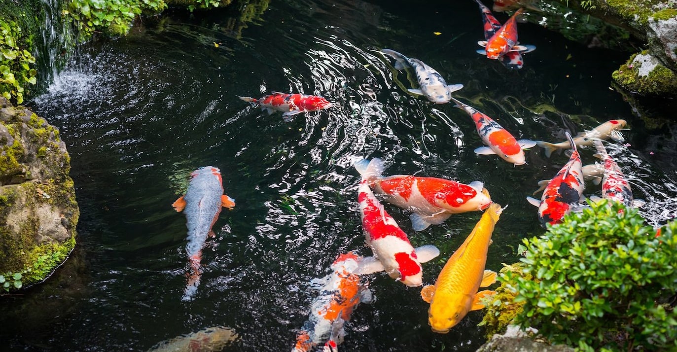 Fish_5 Карп Кои купить в Киеве - Интернет магазин Аквашоп