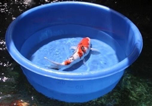 Superfish-Koi-Pro-Bowl-_4 Емкость для рыб Superfish Koi Pro Bowl 67 х 30 см. 09060011 - Интернет магазин Аквашоп